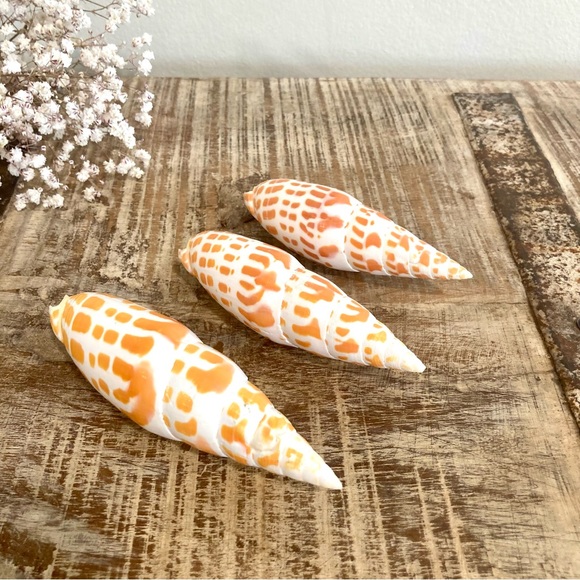 3 Orange and Cream Speckled Pointy Seashells Lot - Picture 1 of 7